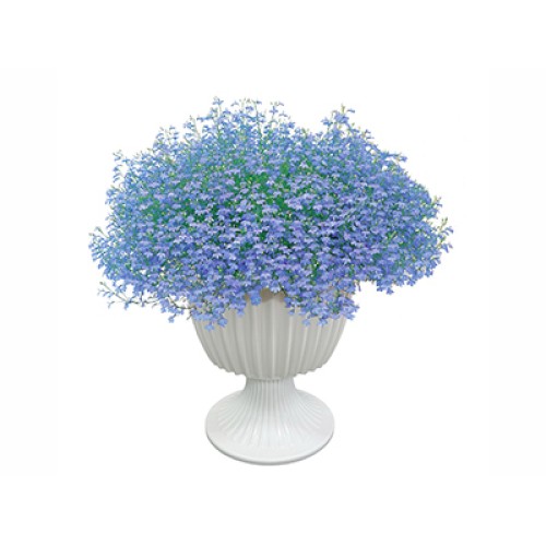 Azzurro Compact